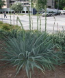 yucca plant